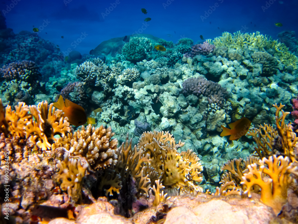 Obraz premium Bright and colorful inhabitants of the coral reef of the Red Sea