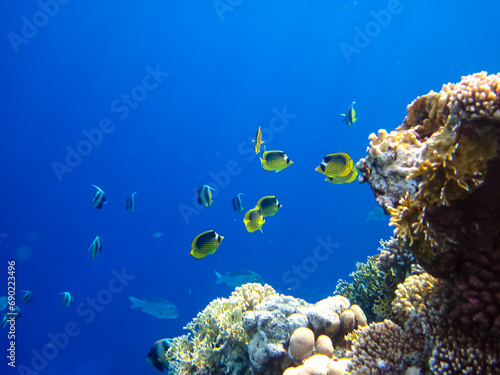 Fototapeta Naklejka Na Ścianę i Meble -  Bright and colorful inhabitants of the coral reef of the Red Sea