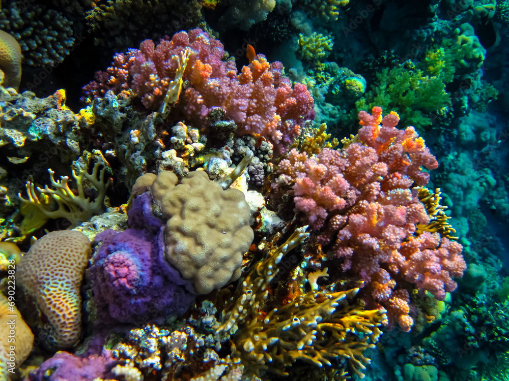 Obraz premium Bright and colorful inhabitants of the coral reef of the Red Sea