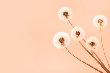 Wandcirkels Pantone 2024 Peach Fuzz Pluizige paardenbloemen op perzik achtergrond  © Katya Slavashevich