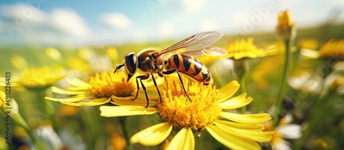 Fascinating world of Long hoverfly Sphaerophoria scripta Insect seen in the meadow during summer season. Website header. Creative Banner. Copyspace image photo