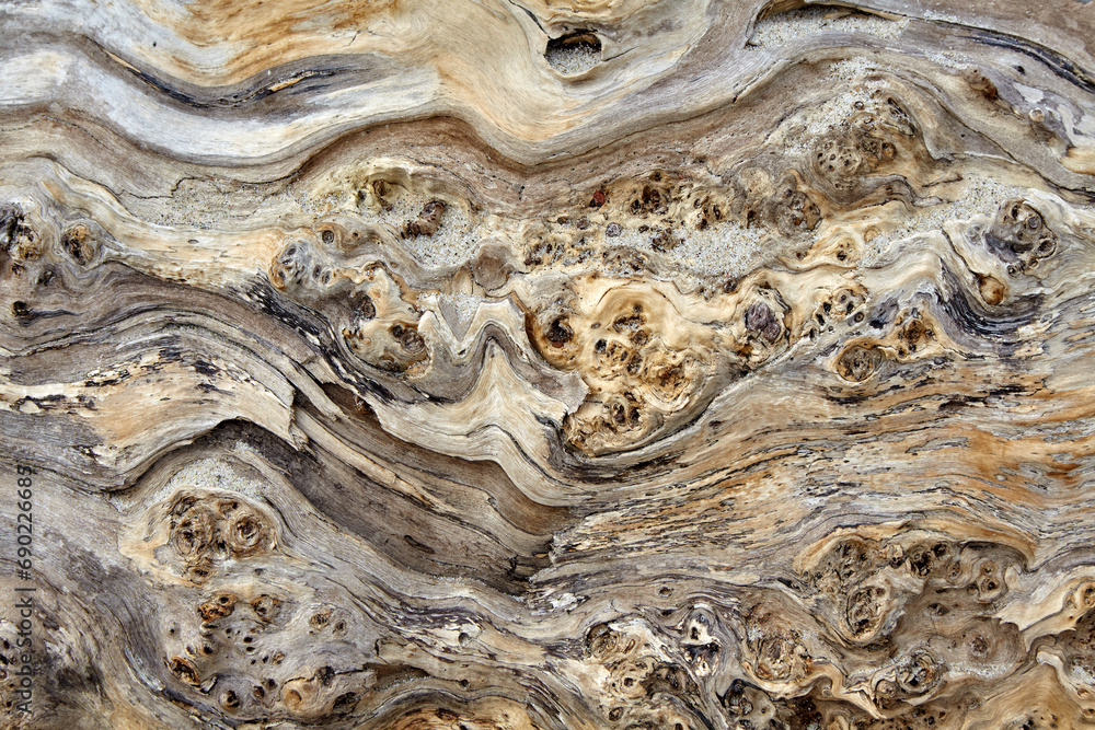 The texture of an amazing tree sprinkled with sea sand The texture of an amazing tree sprinkled with sea sand