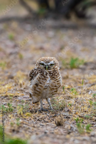 Burrowing Owl perched, La Pampa Province, Patagonia, Argentina. © foto4440