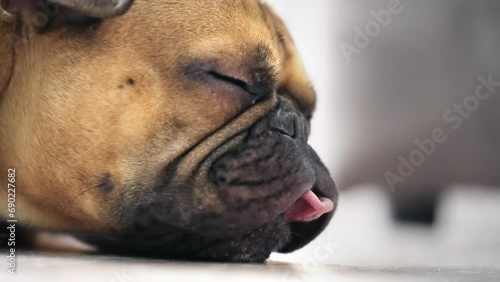 Sleepy adorable french bulldog lying on sofa with eyes closed photo