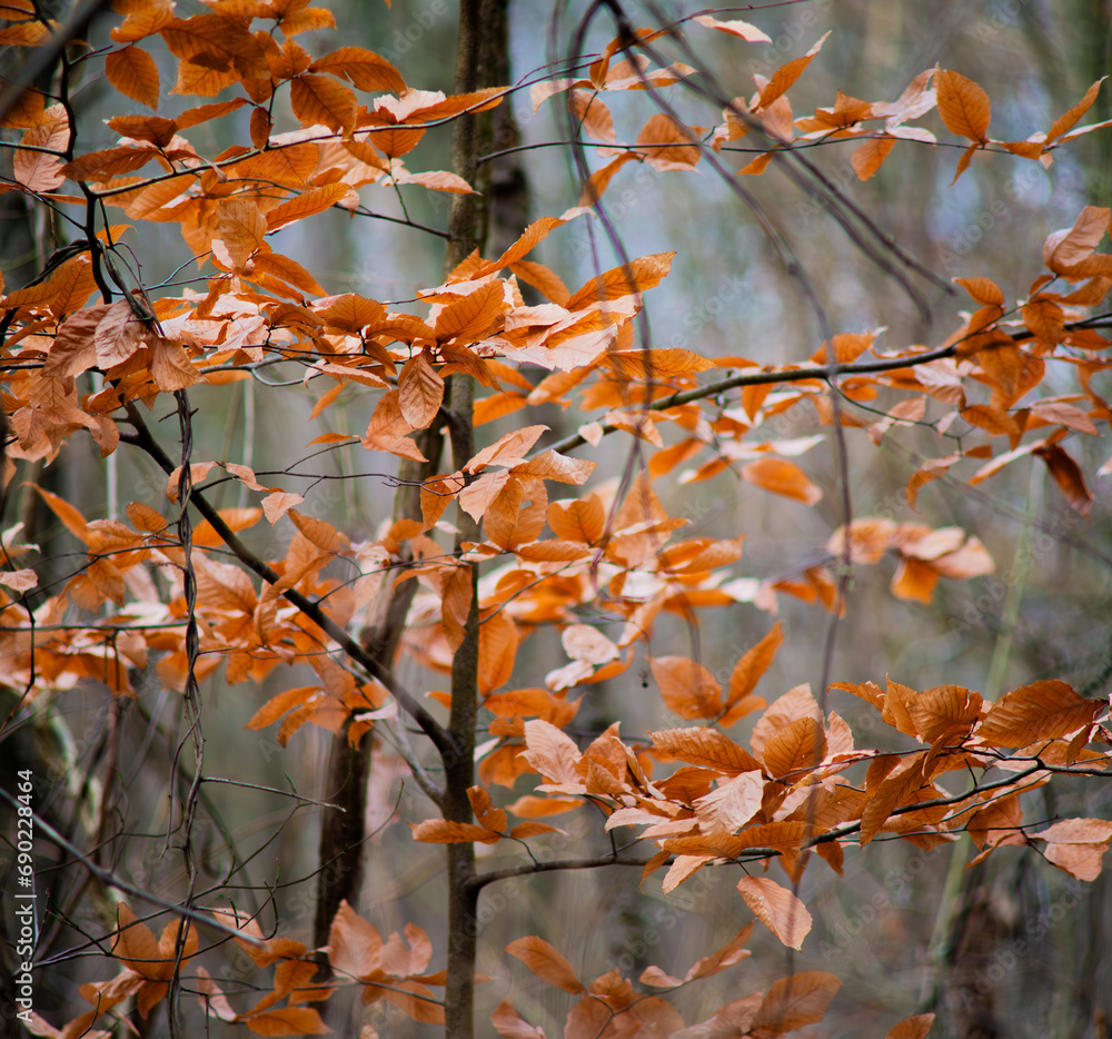 Autumnal scene featuring a tree with orange foliage Autumnal scene featuring a tree with orange foliage