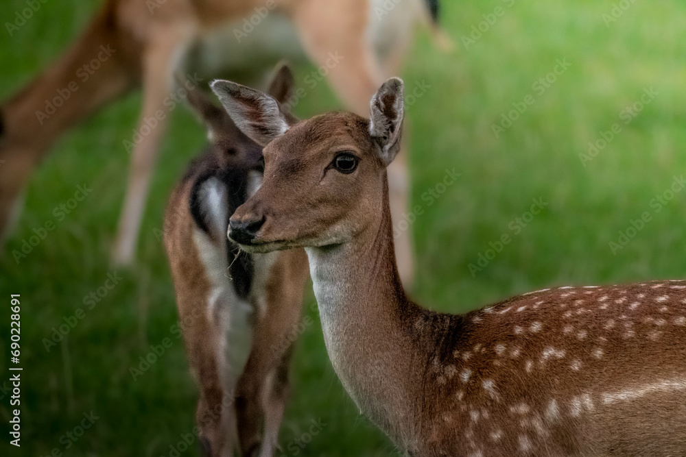 Female red deer in the german alps Female red deer in the german alps