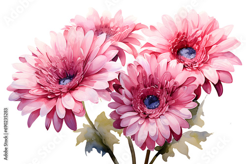 gerber daisy, hand-painted style, isolated background, transparent