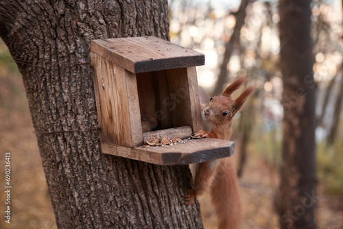 Wallpaper Mural Explore the enchanting moment of nature captured in this heartwarming photograph. Witness an adorable squirrel indulging in its natural habitat, feasting on nuts from a cozy bird feeder. Torontodigital.ca