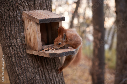 Wallpaper Mural Explore the enchanting moment of nature captured in this heartwarming photograph. Witness an adorable squirrel indulging in its natural habitat, feasting on nuts from a cozy bird feeder. Torontodigital.ca