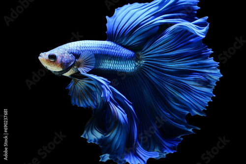 Blue dragon siamese fighting fish, betta fish isolated on black background © Ahmed