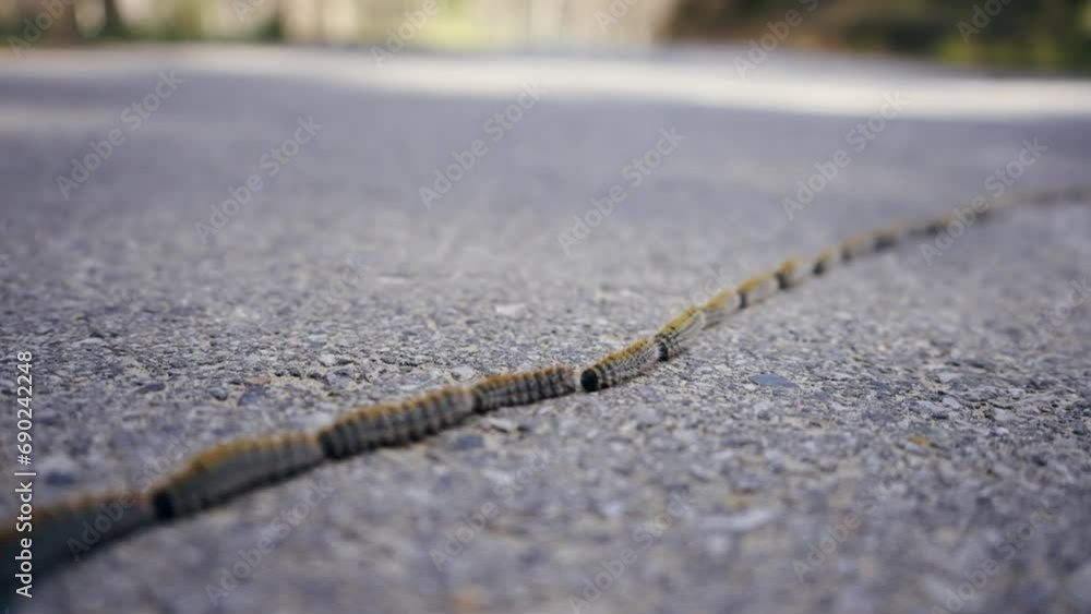 Procession Caterpillars moth moving on asphalt road in long line Procession Caterpillars moth moving on asphalt road in long line