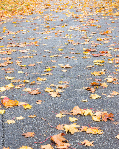 autumn leaves on the ground (ID: 690243047)