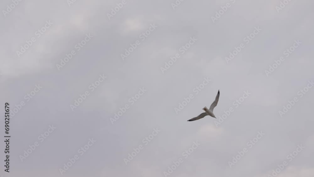 Slow motion of seagull flying in sky during sunset Slow motion of seagull flying in sky during sunset