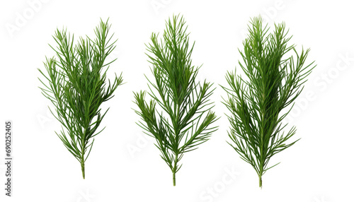 green dill isolated on transparent background cutout photo
