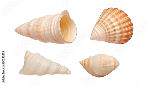 seashells isolated on transparent background cutout