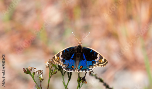 butterfly with fully spread wings, Junonia orithya photo