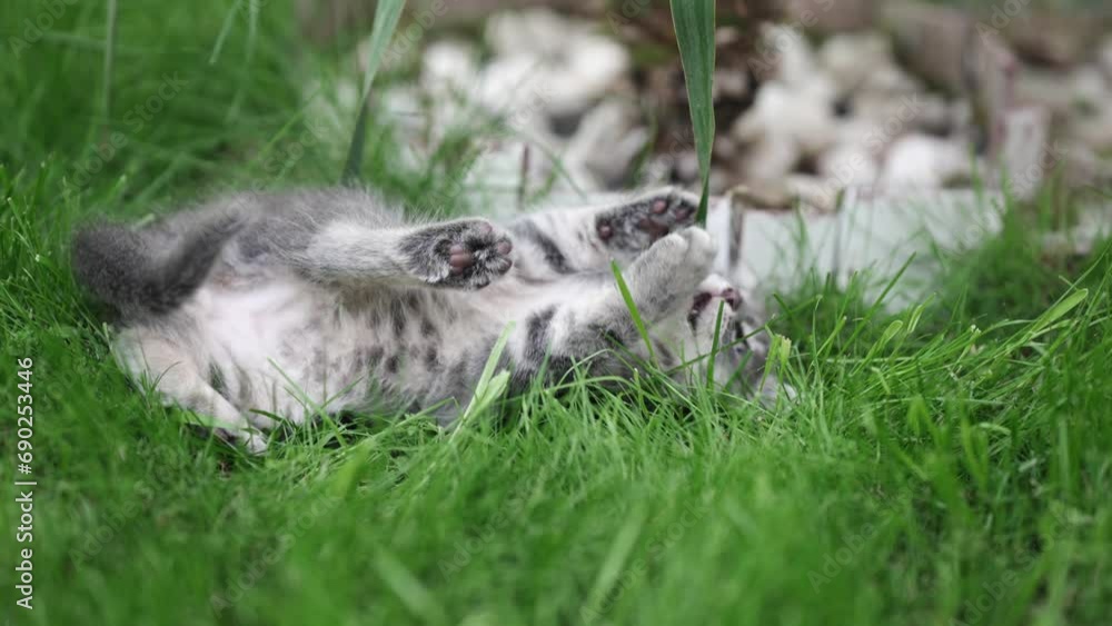 cute gray tabby cat kitten playing in the garden, slow motion cute gray tabby cat kitten playing in the garden, slow motion