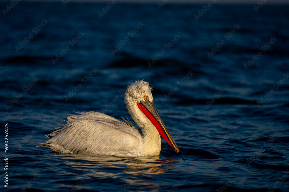 Pelican swims through calm lake in sun Pelican swims through calm lake in sun