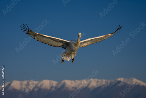 Pelican spreads wings over mountains in sky