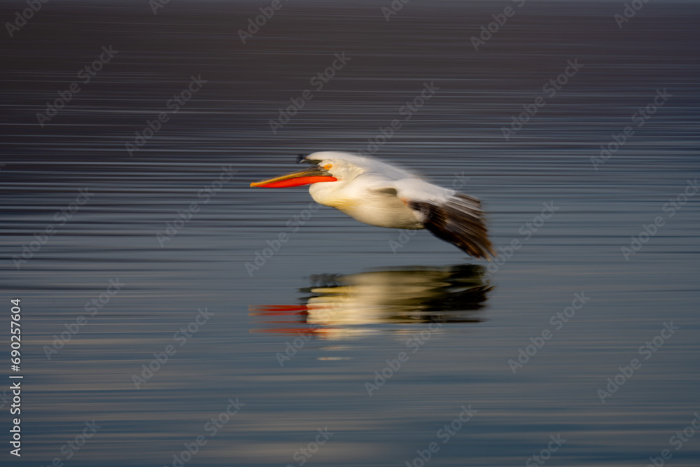 Obraz premium Slow pan of pelican above smooth lake