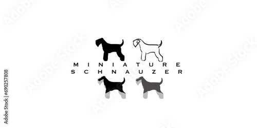 vector miniature schnauzer all color breed 