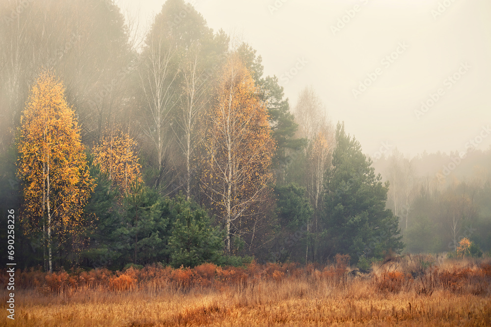 Golden misty November morning. Red dry grass and forest in fog. Autumn yellow-green forest in the fog.
