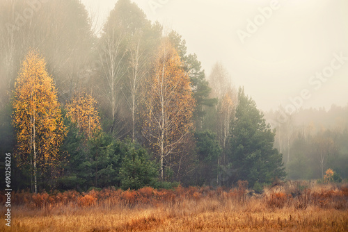 Golden misty November morning. Red dry grass and forest in fog. Autumn yellow-green forest in the fog. 