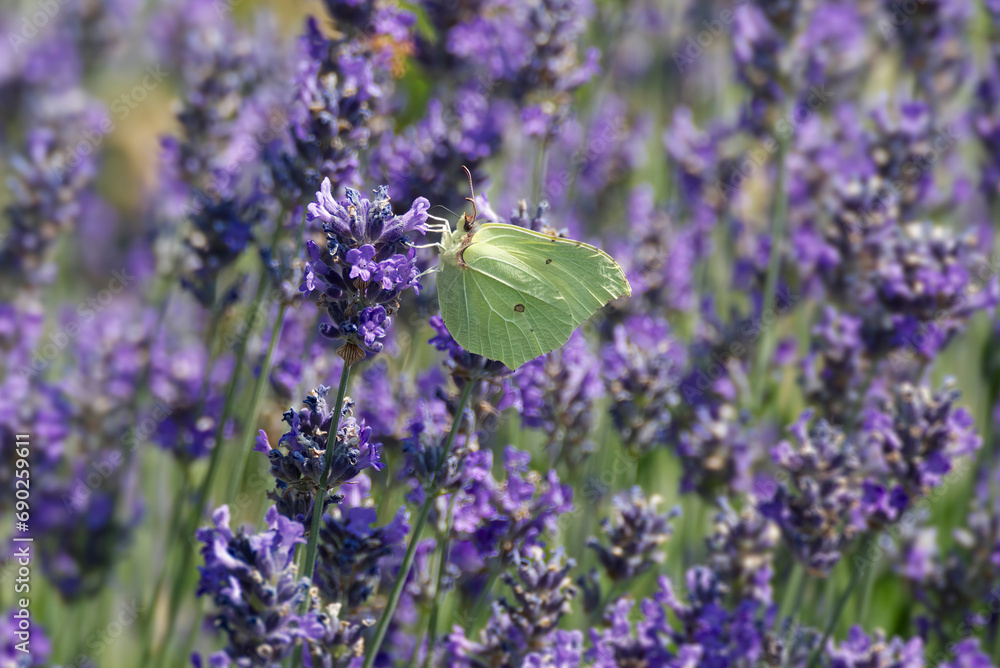 Naklejka premium Common brimstone butterfly (Gonepteryx rhamni) sitting on lavender in Zurich, Switzerland