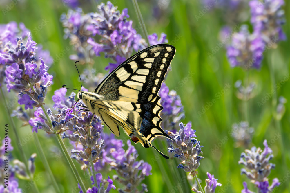 Old World Swallowtail or common yellow swallowtail (Papilio machaon) sitting on lavender in Zurich, Switzerland Old World Swallowtail or common yellow swallowtail (Papilio machaon) sitting on lavender in Zurich, Switzerland