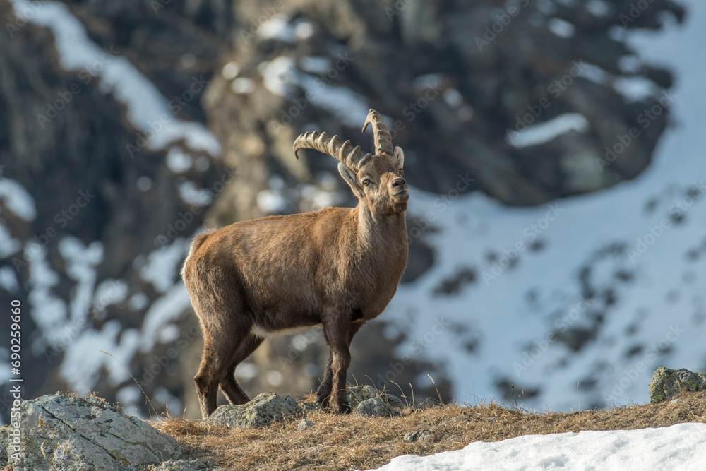 Male alpine ibex or wild mountain goat (Capra ibex) standing in a alpine grassland at the edge of a cliff against snowy slope in the background, Italian Alps, Winter - horizontal.