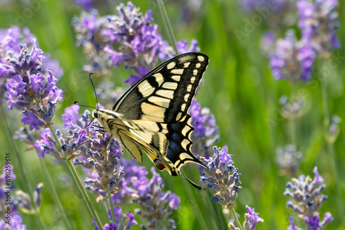 Old World Swallowtail or common yellow swallowtail (Papilio machaon) sitting on lavender in Zurich, Switzerland