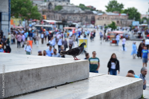 The pigeon in Eminönü Square looks at the people around.