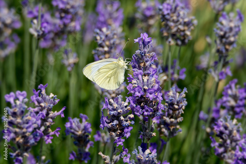 Green-veined White (Pieris napi) butterfly sitting on lavender in Zurich, Switzerland