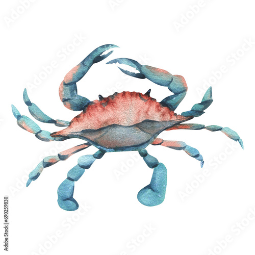 Blue crab top view in turquoise and coral color. Hand drawn watercolor illustration. Sea animals, underwater world, seafood. Isolated object on a white background for decoration and design.