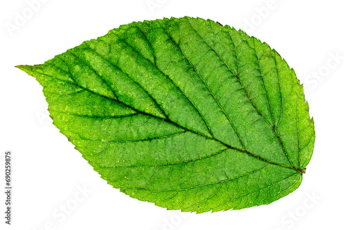 a single green leaf of elm photo