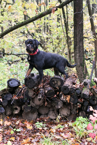 Rottweiler in the autumn forest