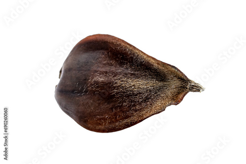 a single brown beechnut