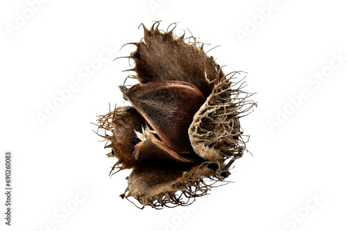 a single brown beechnut