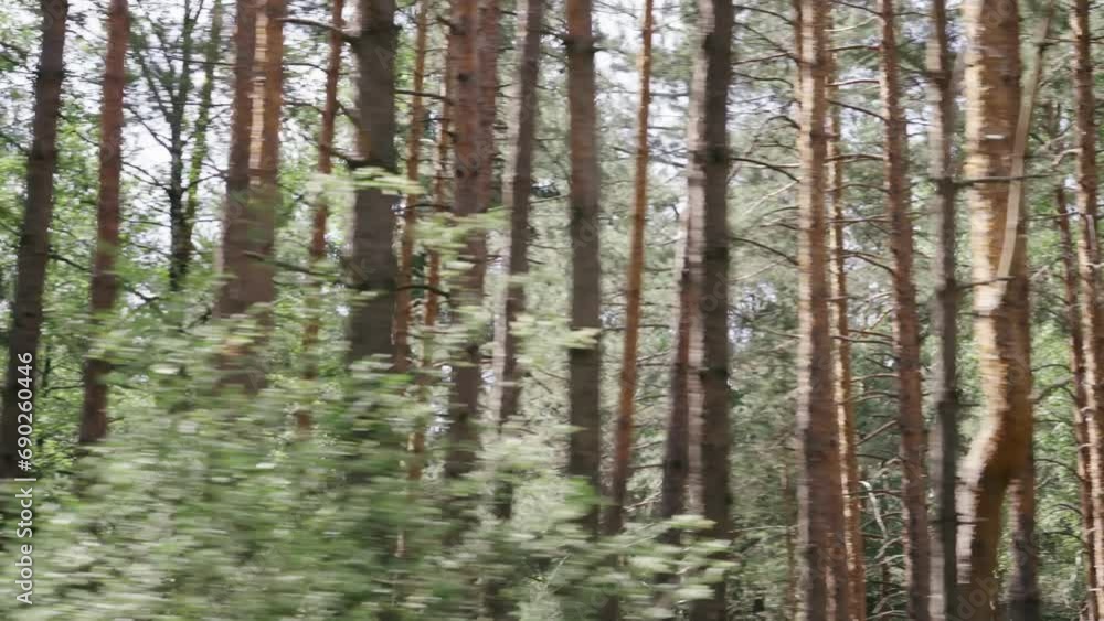 Driving pov along pine trees in forest with soft gold sunset sunlight in background Driving pov along pine trees in forest with soft gold sunset sunlight in background