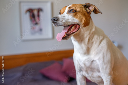 6-year-old Danish-Swedish farm dog posing in front of his portrait. This breed, which originates from Denmark and southern Sweden is lively and friendly. photo