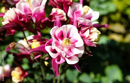 pink and white flower