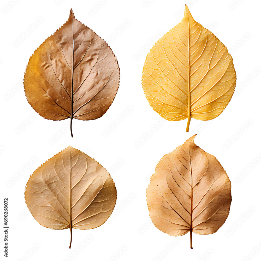 Set of Dry Leaves for Seasonal Art, Autumnal Essence Set of Dry Leaves for Seasonal Art, Autumnal Essence