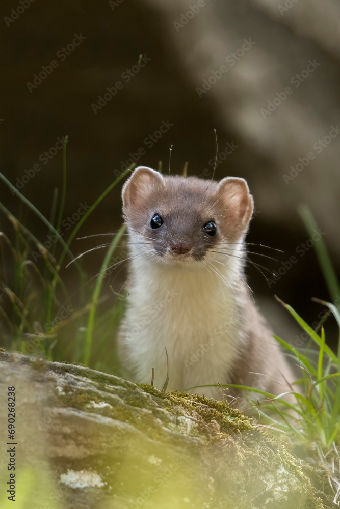 Cute alpine ermine (stoat - Mustela erminea) emerging from the grass on blurred background, italian Alps, August, Vertical.