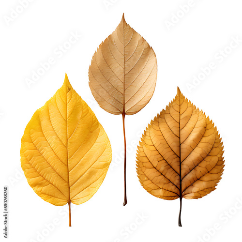 Assorted Dry Leaves Collection  Seasonal Beauty