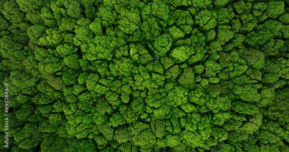Drone view of Bali. Top view of Tropical forest interior. Nature background Drone view of Bali. Top view of Tropical forest interior. Nature background