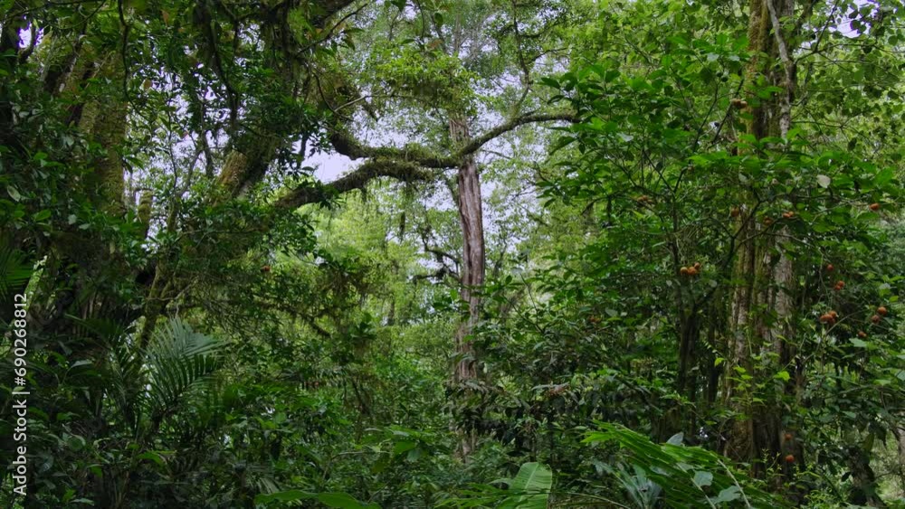Tropical forest interior. Background of a rainforest. Drone view of Bali. Tropical forest interior. Background of a rainforest. Drone view of Bali.