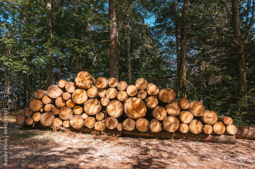 Tas de bois dans la Forêt