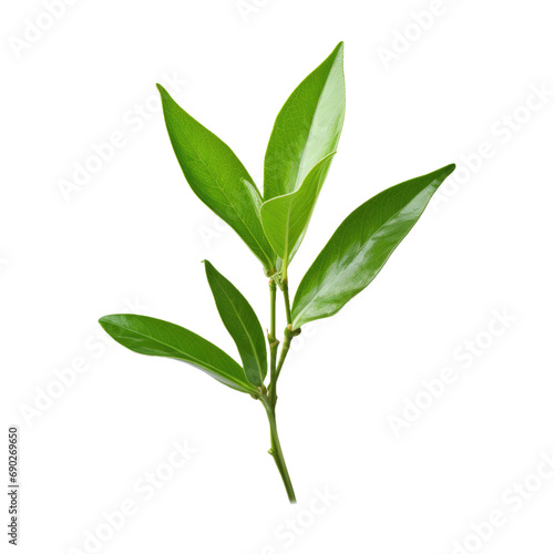 Tea leaf isolated on white or transparent background © Nazmus