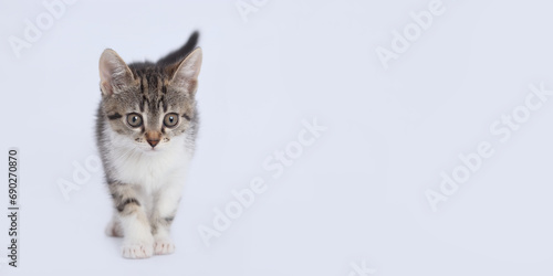 Cute kitten on white background. Copy space for text. Pet shop. Close up portrait of a cute cat. Tiny Kitten looks at the camera. Pet care concept. Copy space. World pet day