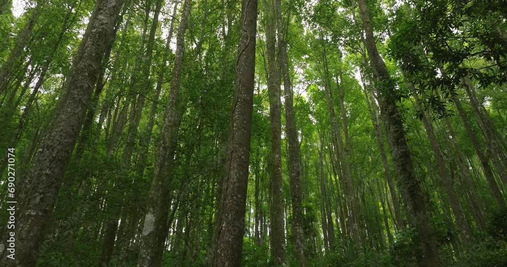 Tropical forest interior. Background of a rainforest. Drone view of Bali. Tropical forest interior. Background of a rainforest. Drone view of Bali.